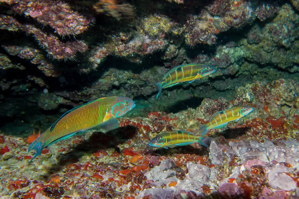Palma Aquarium Hotel MYSEAHOUSE Flamingo
