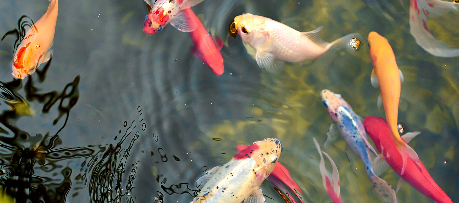 Estanque de peces en Hotel MYSEAHOUSE Flamingo