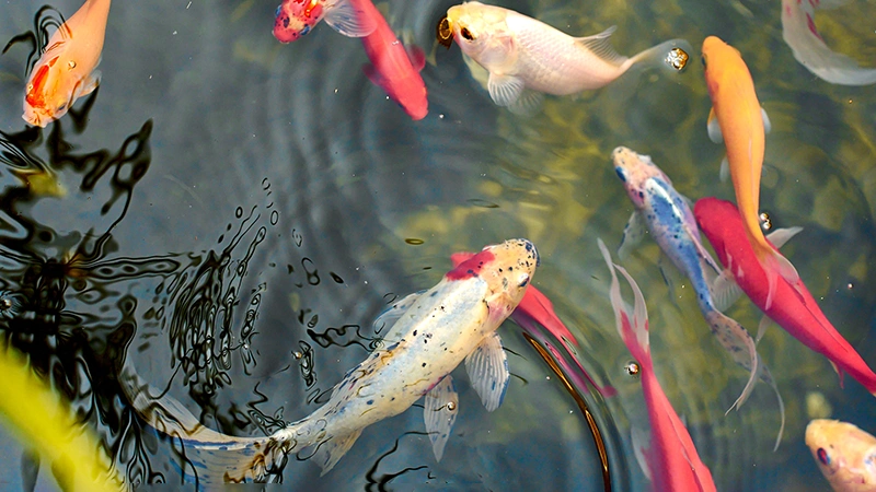 Naturaleza en Hotel MYSEAHOUSE Flamingo